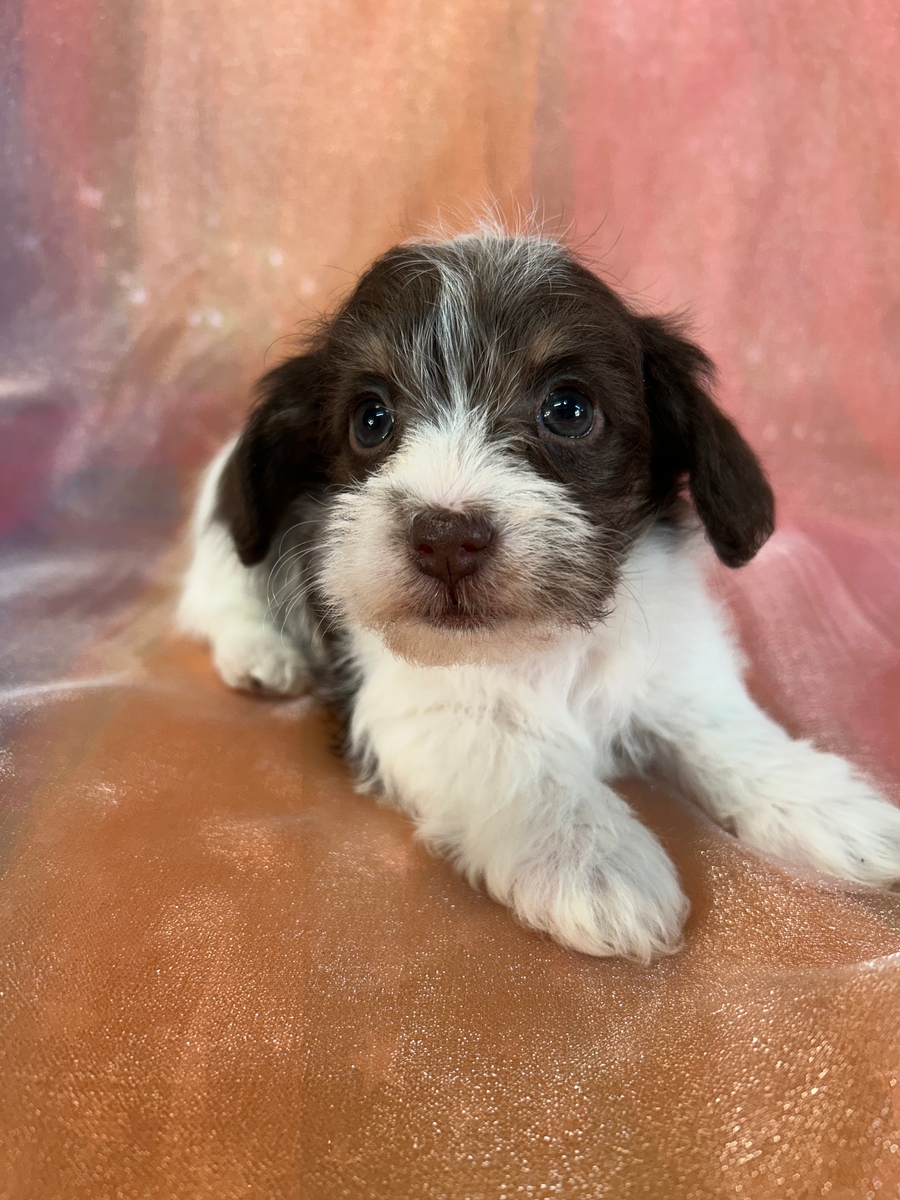 Miniature Schnoodle Puppy Born 12-8-2024 $950